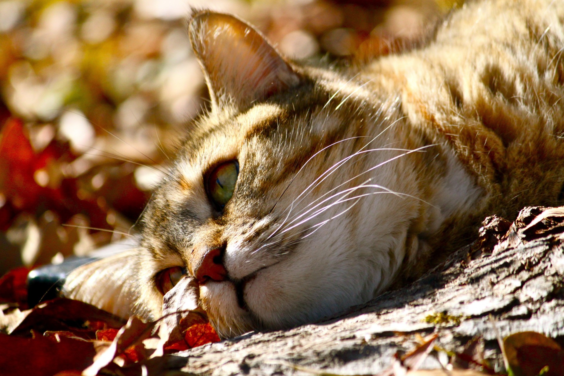 tiere liegt schnurrbart zähne katze