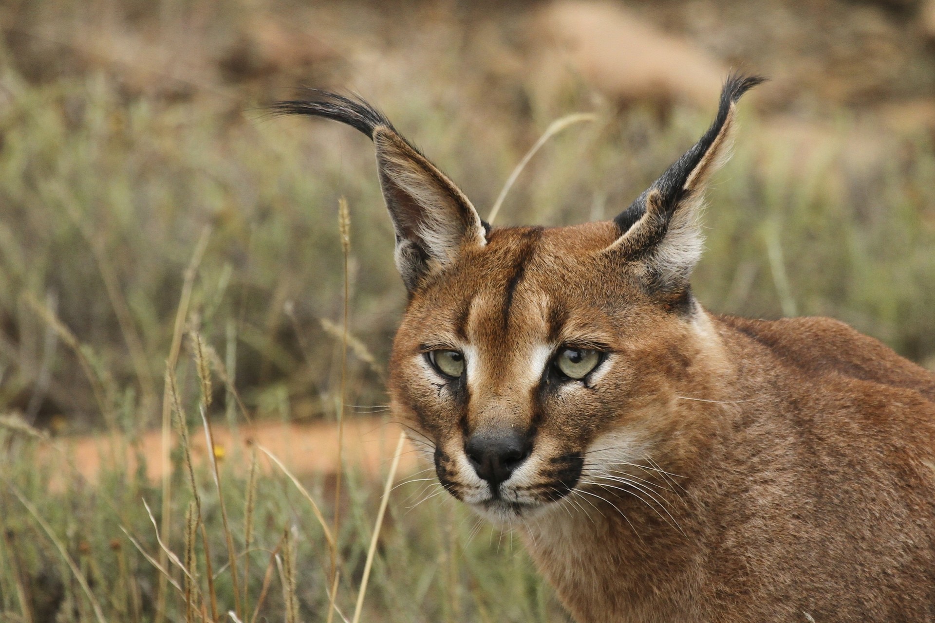 caracal lince estepario cabeza