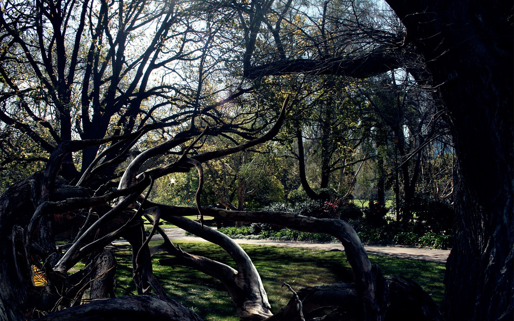 arbres toile d araignée araignée sombre