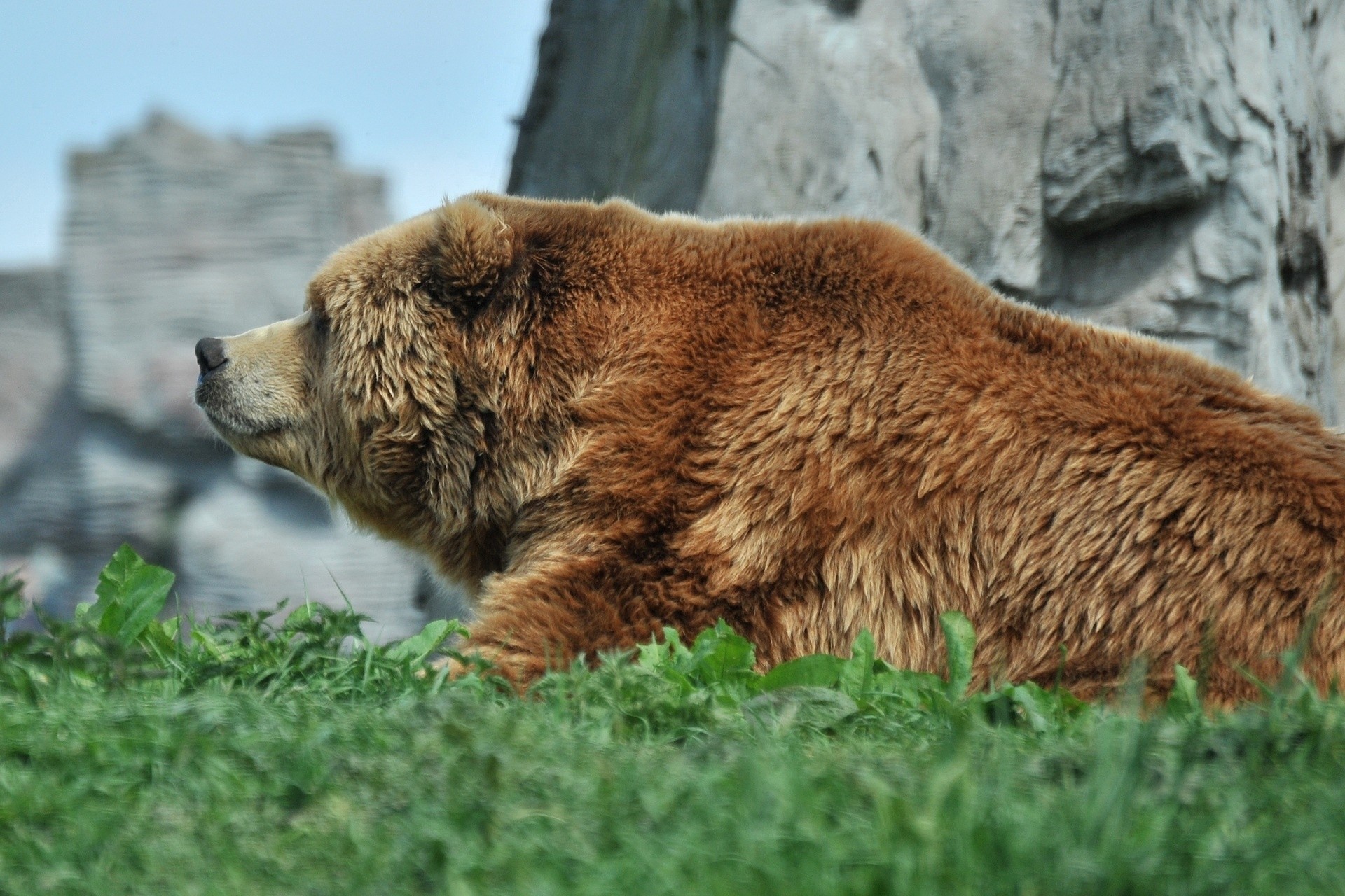 orso profilo