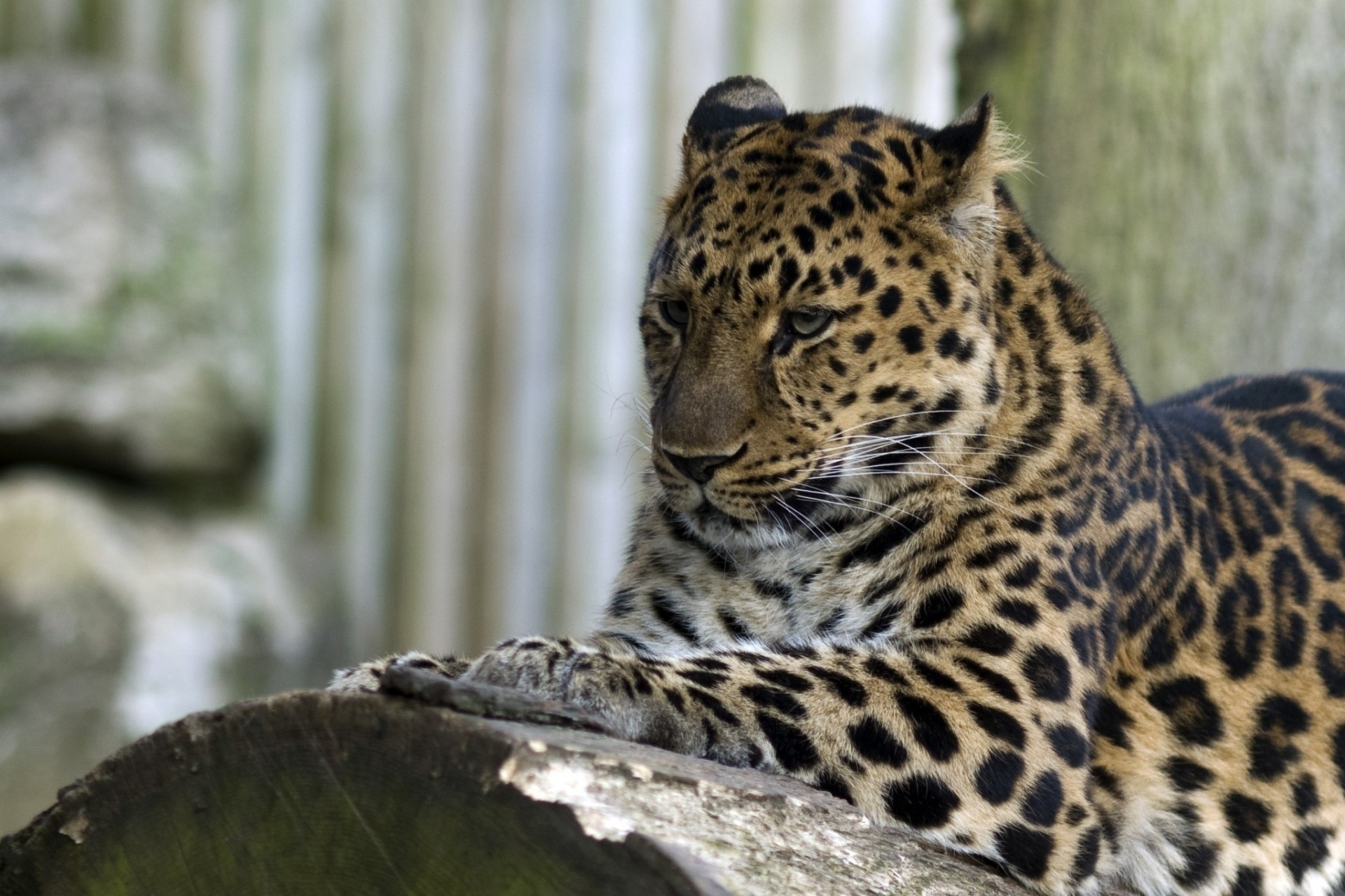 wildkatze leopard