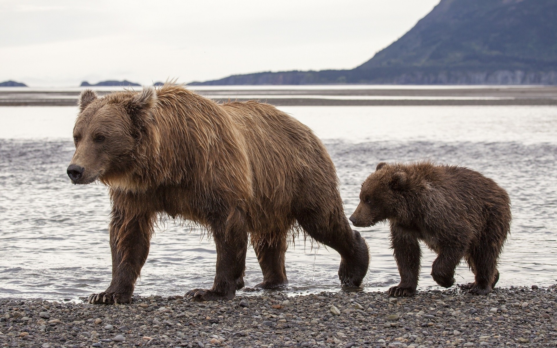 alaska braunbären teddybär bären bär