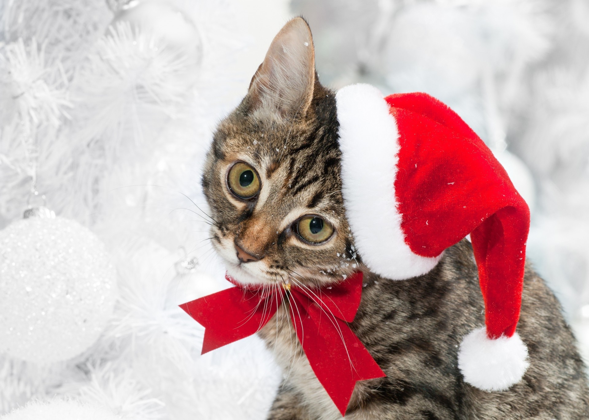 weihnachtsmütze schnee winter zähne katze