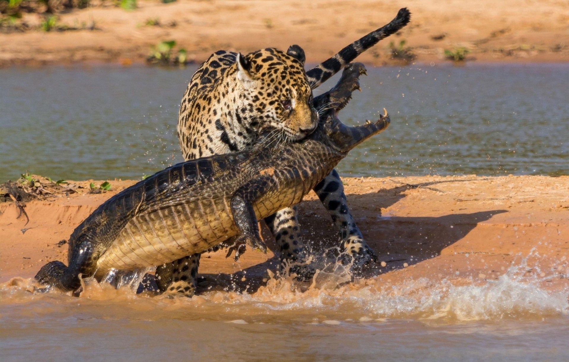 lucha río naturaleza estanque enfrentamiento jaguar cocodrilo encantador