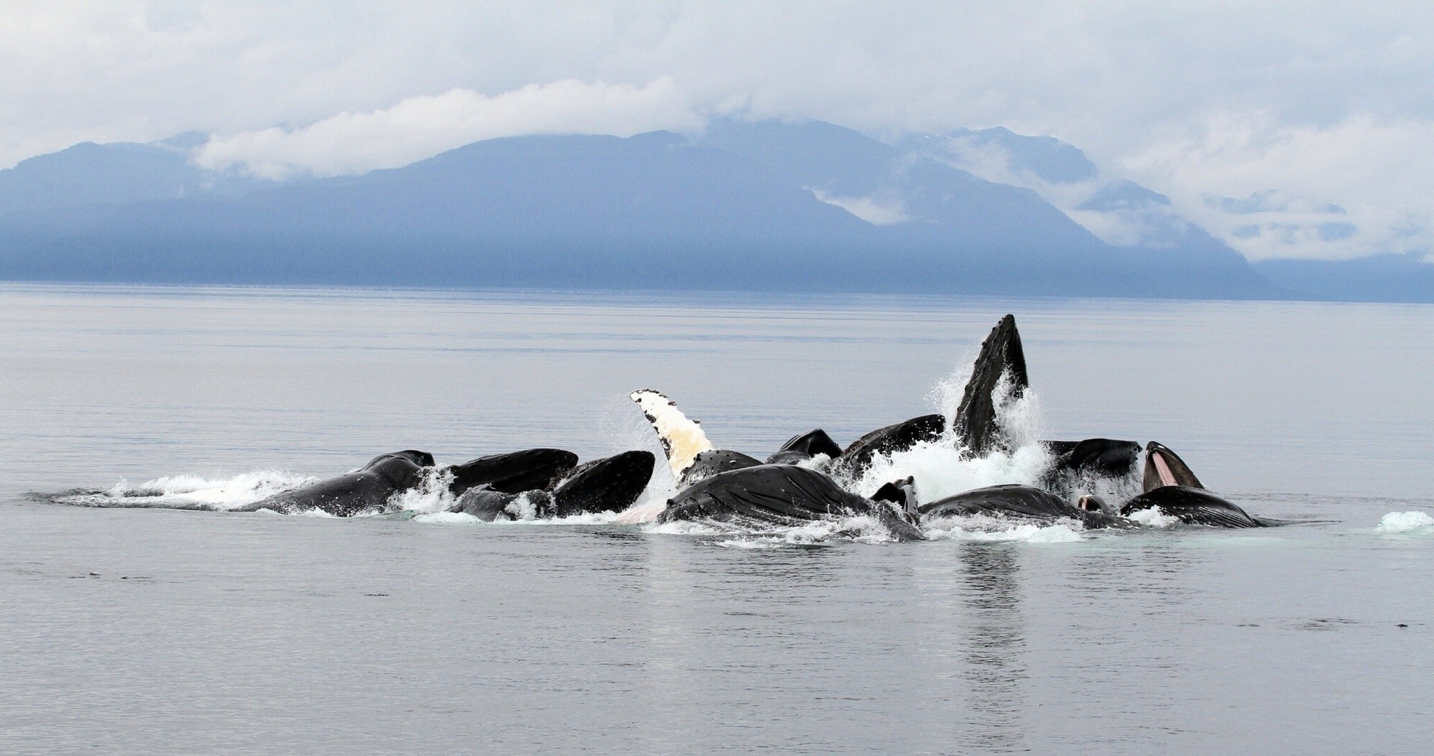 whales ocean alaska mountain