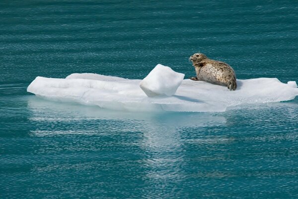 Una foca solitaria yace en un témpano de hielo