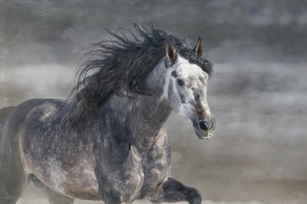 Cheval gris galopant