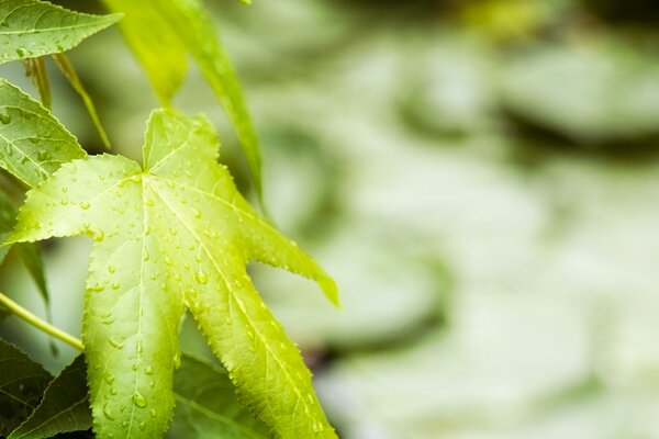 Green leaf as a symbol of life