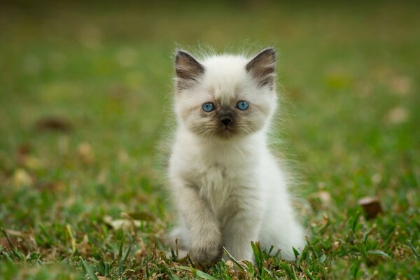 Gato peludo siamés sentado en la hierba