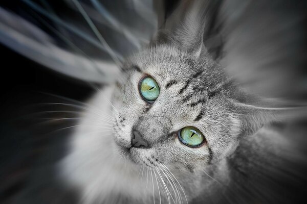Gato gris con ojos verdes