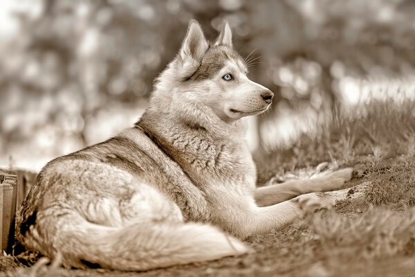 Husky sibérien aux yeux bleus