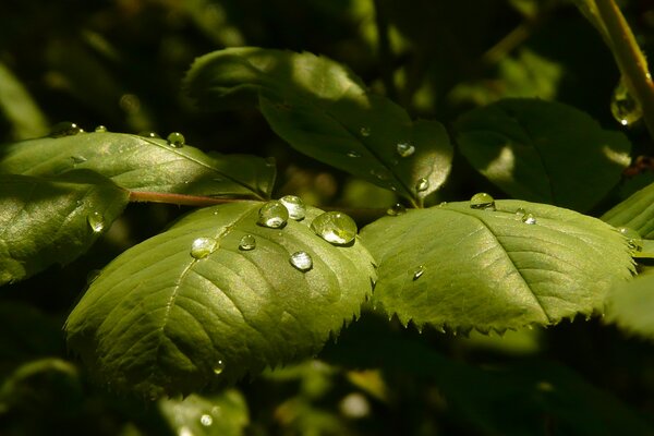 Hojas verdes gotas de rocío