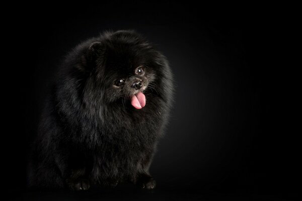 Czarny puszysty mały pies na ciemnym tle