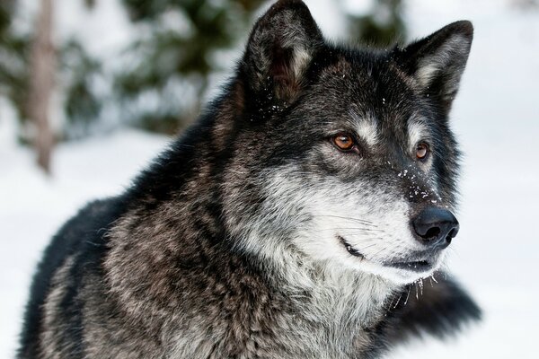 Bel lupo nella neve