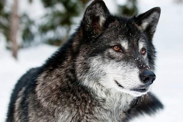 Прекрасный волк в снегу