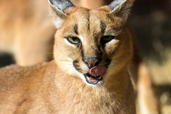 Lynx des steppes se lèche la langue