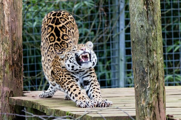 Jaguar si allunga in gabbia