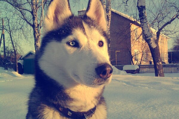 Image of a husky dog on a winter day