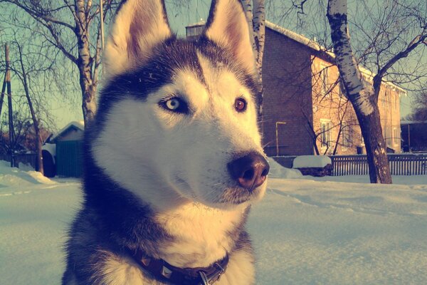 Imagen de un perro Husky en un día de invierno