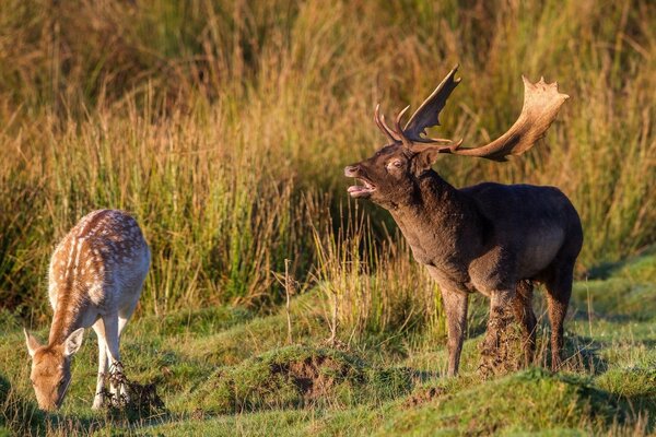 A couple of deer on a walk