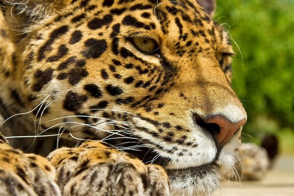 Maestosa tigre meditabonda nel dolore