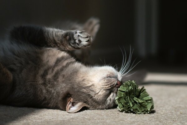 Chat jouant avec une fleur sur le sol