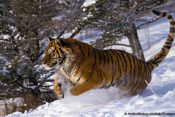 Wildcat Jump on a winter day