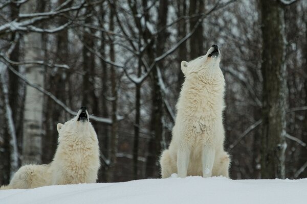 White fluffy wolves in the winter forest