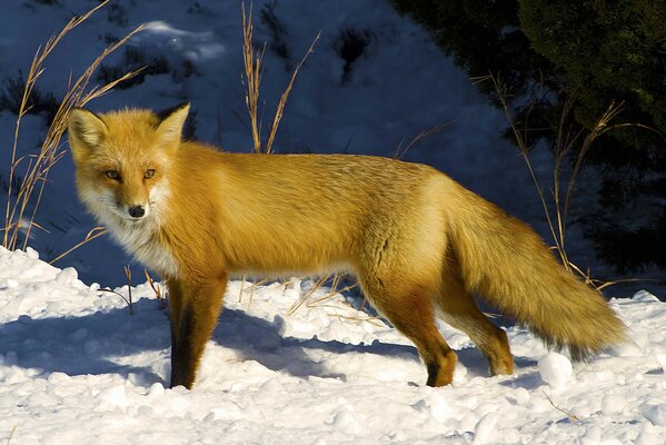 Fuchs im Schnee im Winterwald