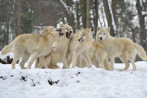 Wolfsrudel auf weißem Schnee Hintergrund