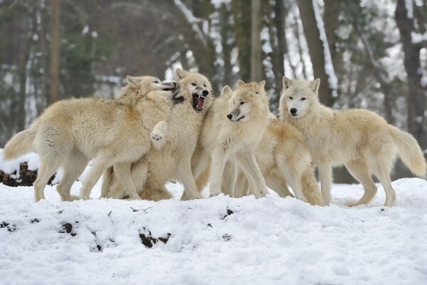 Стая волков на фоне белого снега