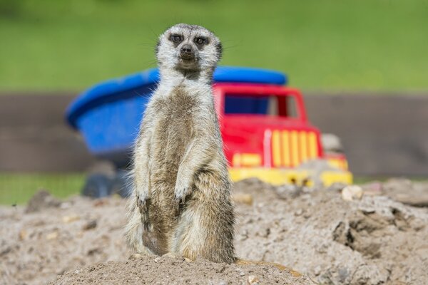 Erdmännchen steht in einem Gestell im Sand