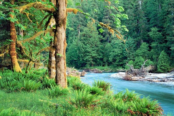 En el hermoso bosque verde del río