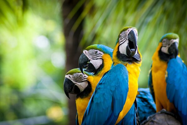 Yellow - blue parrots