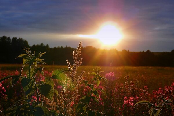 The setting sun in the field