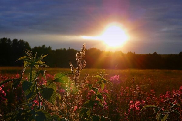 Puesta de sol en el campo