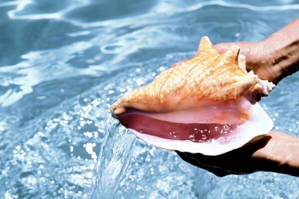 Énorme belle coquille et de l eau