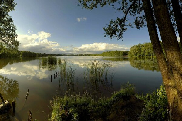 Riflessione di nuvole e alberi nella superficie del Lago