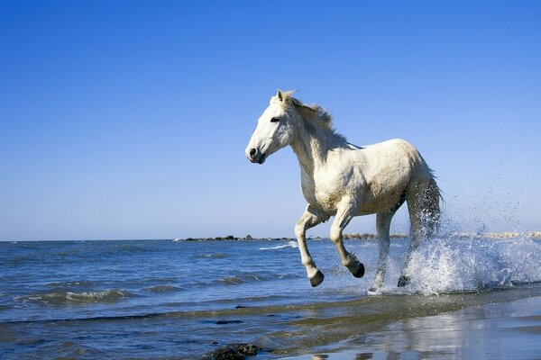 A white horse gallops on the water