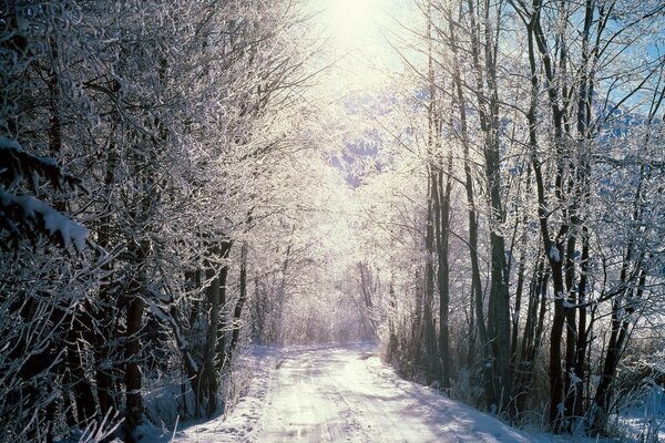 Frostiger Wintermorgen im Wald