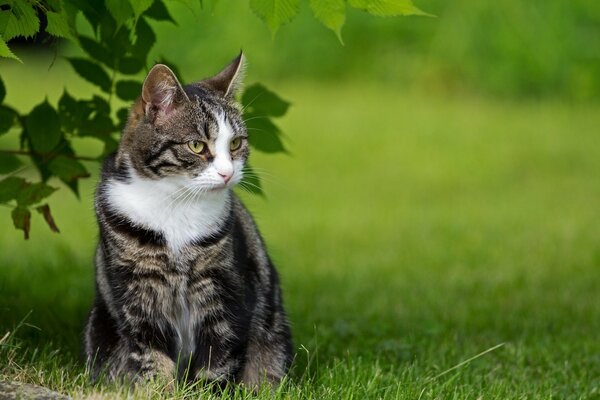 Striped cat with a white collar in the grass