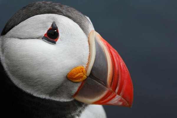 Il puffino Atlantico è un uccello insolitamente bello