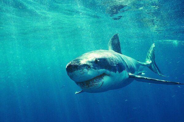 Räuberischer weißer Hai unter Wasser