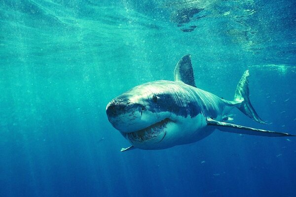 Predatory white shark underwater