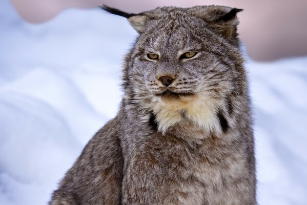 Lince hermoso gato salvaje