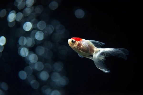 Der Rotkäppchen-Fisch in seinem Element