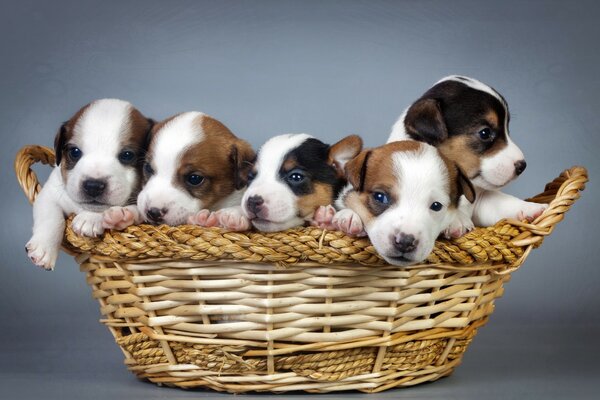 Lindos cachorros en una cesta de cría