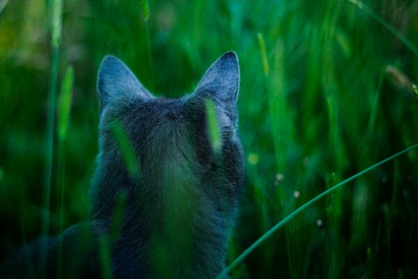 Вид сзади кота в траве