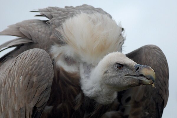 The vulture bird of prey refers to scavengers