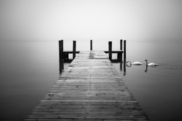 Monochromes Foto einer Brücke und eines Sees mit einem Paar Schwänen